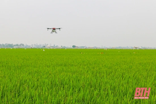Thực hiện các biện pháp phòng trừ sâu bệnh hại lúa vụ mùa