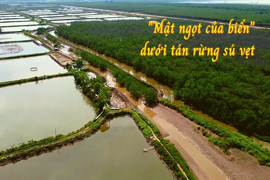 “Mật ngọt của biển” dưới tán rừng sú vẹt