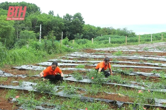 Tỷ lệ doanh nghiệp đầu tư vào nông nghiệp thấp