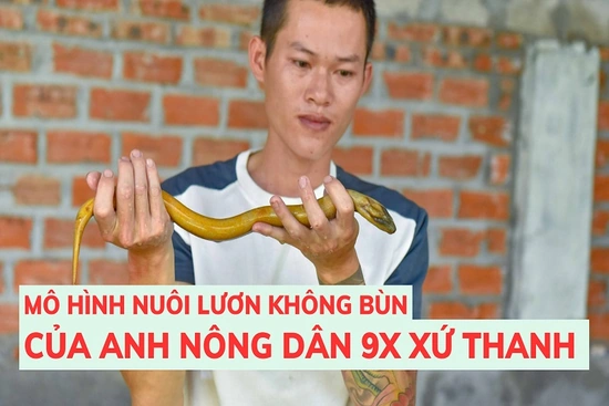 Hiệu quả mô hình nuôi lươn không bùn của anh nông dân 9X xứ Thanh