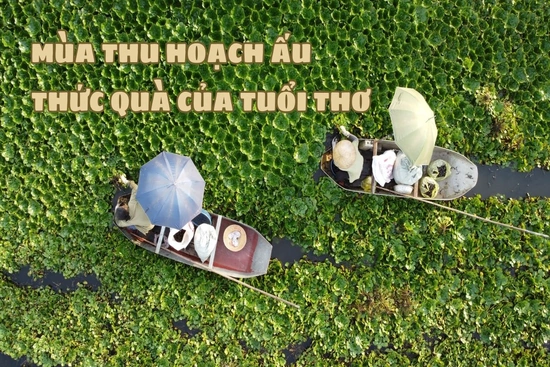 Mùa thu hoạch ấu - Thức quà của tuổi thơ