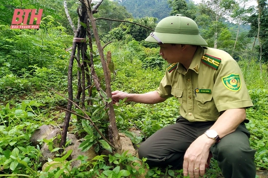 Bảo tồn và phát triển dược đăng ký m88 bản địa dưới tán rừng