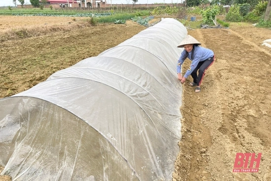 Chủ động phòng, chống rét cho cây trồng, vật nuôi 