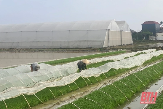 Chủ động phòng chống rét cho cây trồng, vật nuôi