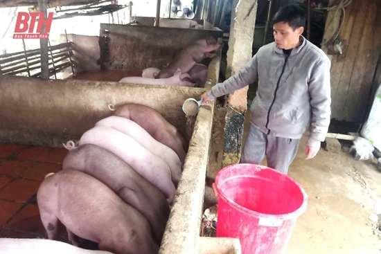Nông dân người Mường giỏi làm kinh tế