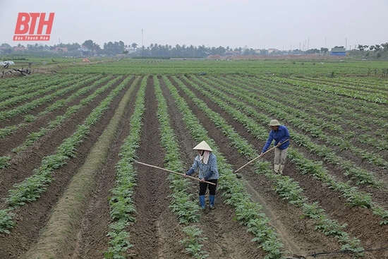 Hiệu quả từ sản xuất khoai tây vụ đông