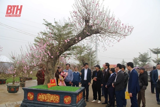 Về Triệu Sơn đi Hội chợ hoa đào