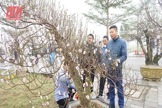Trẩy hội hoa đào Triệu Sơn