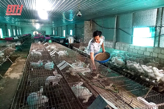 Quảng Xương tập trung tái đàn gia súc, gia cầm sau tết