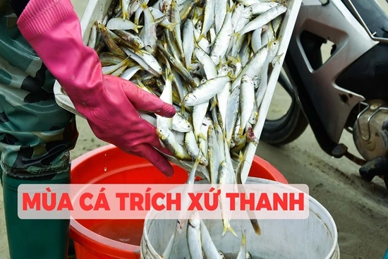 Mùa cá trích xứ Thanh
