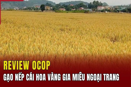 [REVIEW OCOP] Gạo nếp cái hoa m88 the thaong Gia Miêu Ngoại Trang