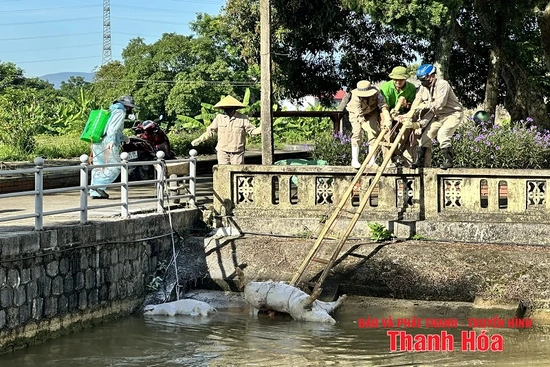 Nguy cơ bùng phát dịch bệnh do xác lợn thả trôi trên các tuyến kênh