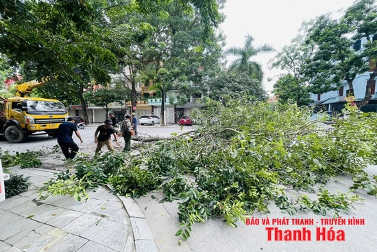 Đề phòng cây xanh gãy đổ trong mùa mưa bão