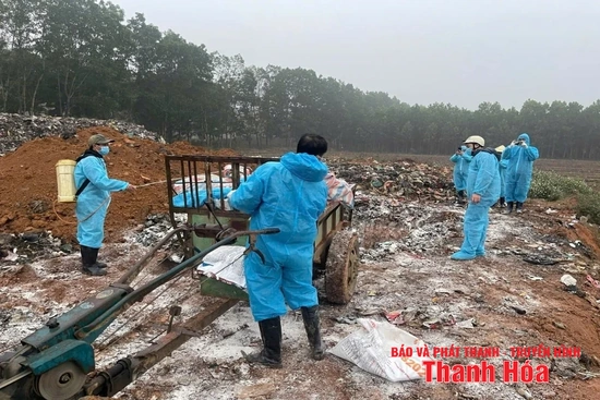 Bệnh Dịch tả lợn châu Phi tái phát tại nhiều địa phương trong tỉnh