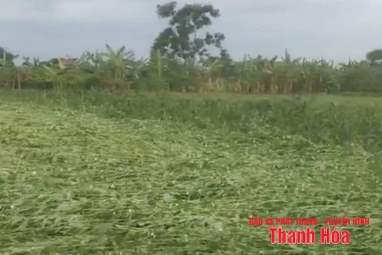 [Cập nhật] - Các địa phương trên địa bàn tỉnh Thanh Hóa gấp rút triển khai công tác ứng phó bão số 3