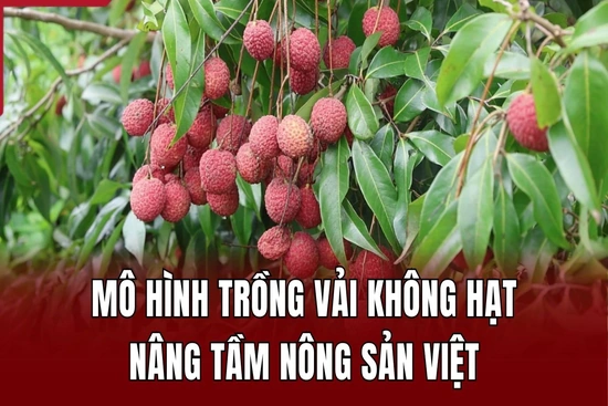 Mô hình trồng vải không hạt nâng tầm nông sản Việt
