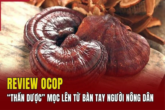 [REVIEW OCOP] “Thần dược” mọc lên từ bàn tay người nông dân