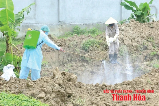 Quyết liệt khống chế dịch tả lợn châu Phi
