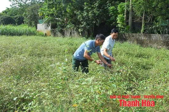 Phát triển cây dược liệu theo hướng bền vững