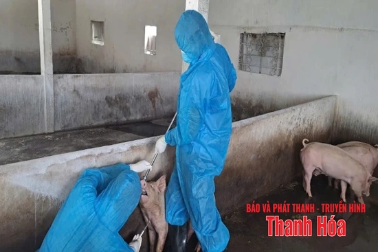 Hơn 73.200 liều vắc xin đã được tiêm phòng bệnh dịch tả lợn Châu Phi
