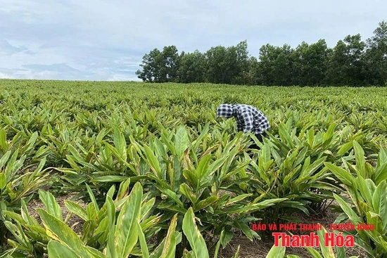 Lấy tiêu chí thu nhập làm “đòn bẩy” XDNTM nâng cao