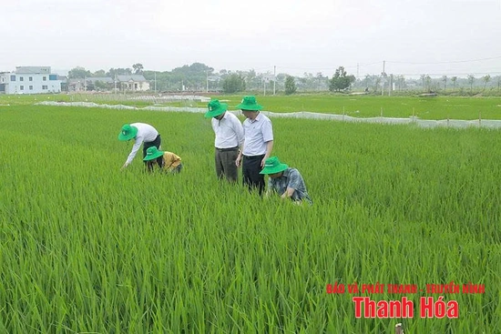 Chủ động phòng, chống sâu bệnh cho lúa thu mùa