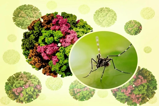 Những điều cần biết về chikungunya: Bệnh do muỗi truyền đang lan rộng toàn cầu