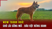[WOW! THANH HÓA] Chó Lài sông Mã - Báu vật rừng xanh