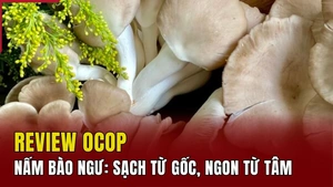 [REVIEW OCOP] Nấm bào ngư: Sạch từ gốc, ngon từ tâm
