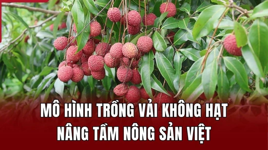 Mô hình trồng vải không hạt nâng tầm nông sản Việt