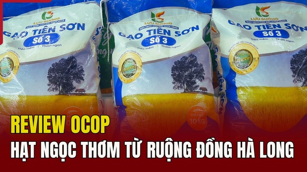 m88 link mới nhất Hạt ngọc thơm từ ruộng đồng Hà Long