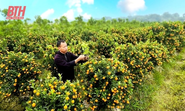 “Thủ phủ” m88 trang chủ xứ Thanh nhộn nhịp vào Tết