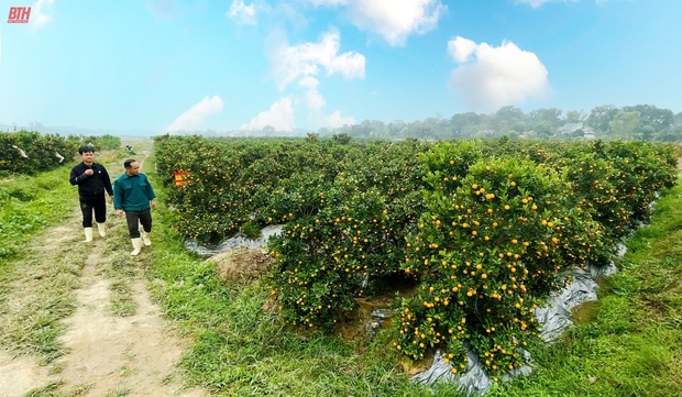“Thủ phủ” m88 trang chủ xứ Thanh nhộn nhịp vào Tết