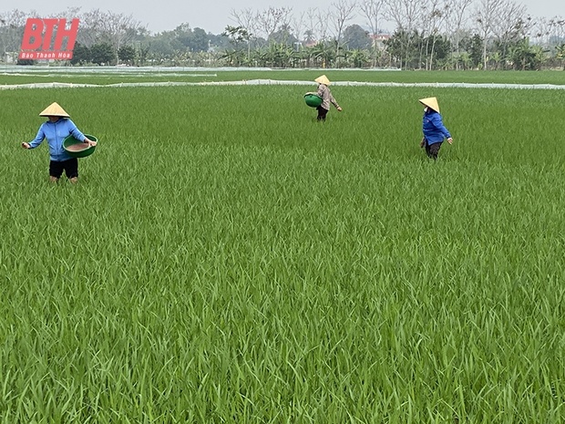 Xây dựng thương hiệu gạo Thọ Xuân, hướng đến thị trường link đăng nhập m88 khẩu