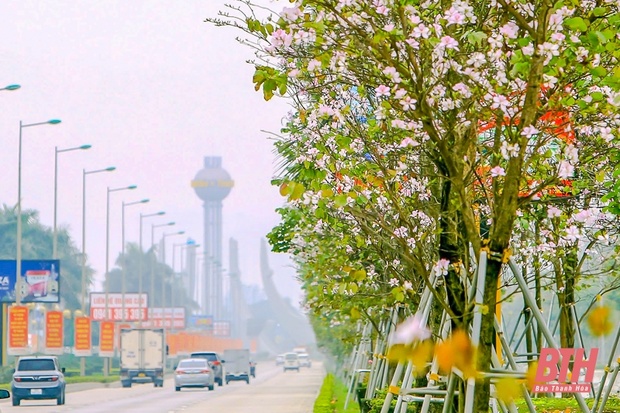 Hoa ban Điện Biên khoe sắc giữa lòng TP m88 the thao