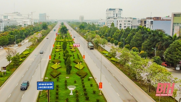 Hoa ban Điện Biên khoe sắc giữa lòng TP m88 the thao