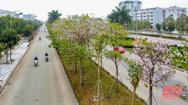 Hoa ban Điện Biên khoe sắc giữa lòng TP m88 the thao