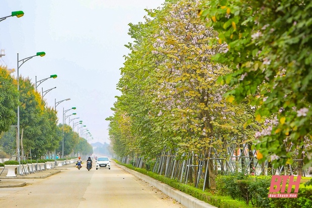 Hoa ban Điện Biên khoe sắc giữa lòng TP m88 the thao