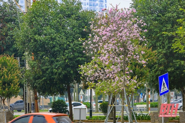 Hoa ban Điện Biên khoe sắc giữa lòng TP m88 the thao