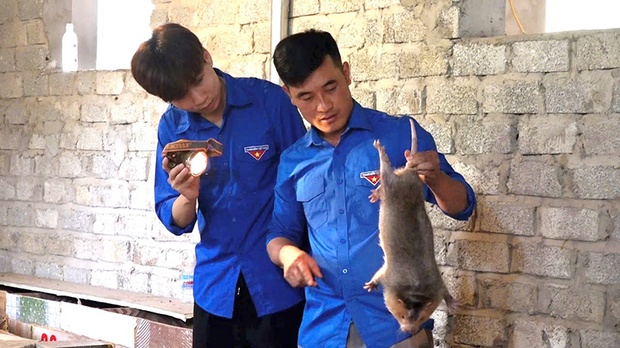 m88 link mới nhất miền núi tiên phong khởi nghiệp từ chăn nuôi dúi 