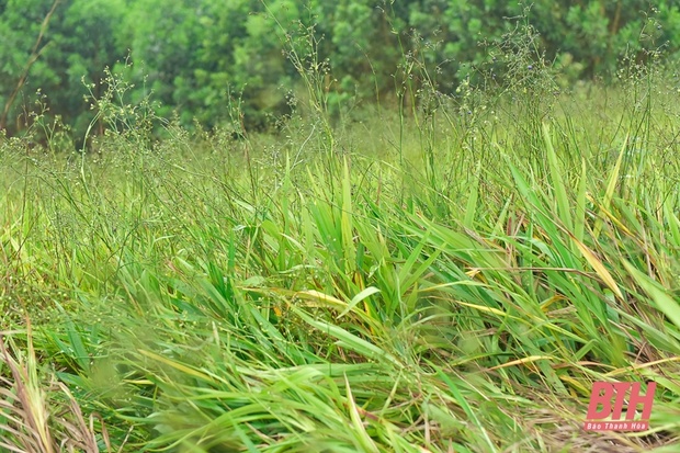 Từ đất rừng Như Xuân đến m88 the thao tâm linh truyền thống