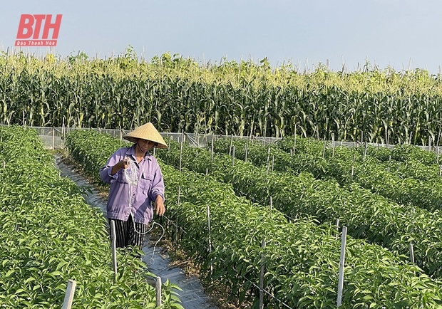 Sản xuất nông nghiệp bền vững gắn với xây dựng m88 cá cược thể thao trực tuyến