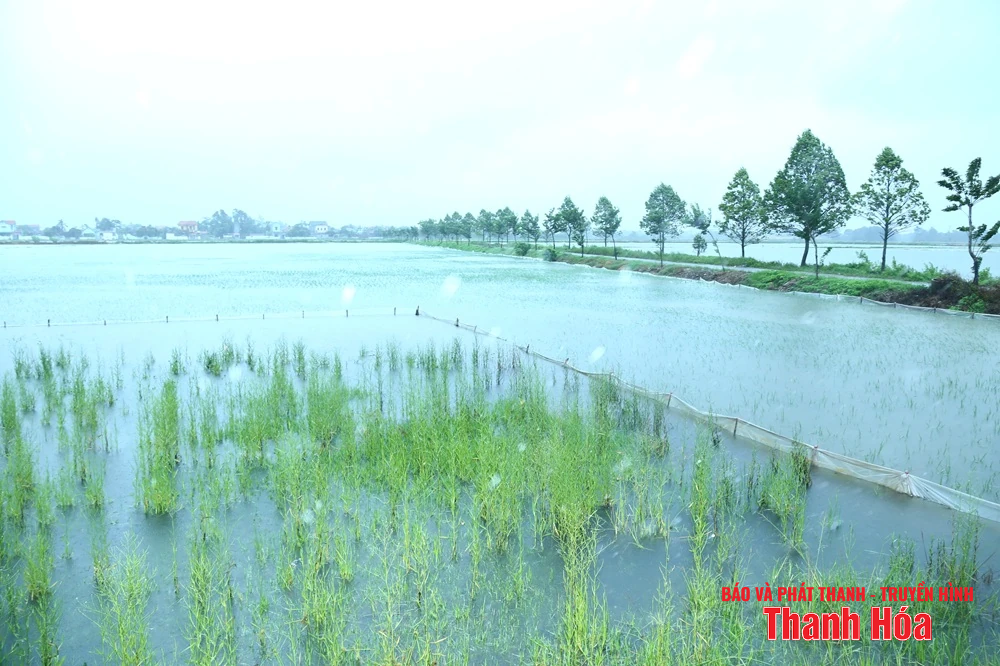 Phó Bí thư Thường trực Tỉnh ủy Lại Thế Nguyên kiểm tra công tác ứng phó với nhà cái m88 3